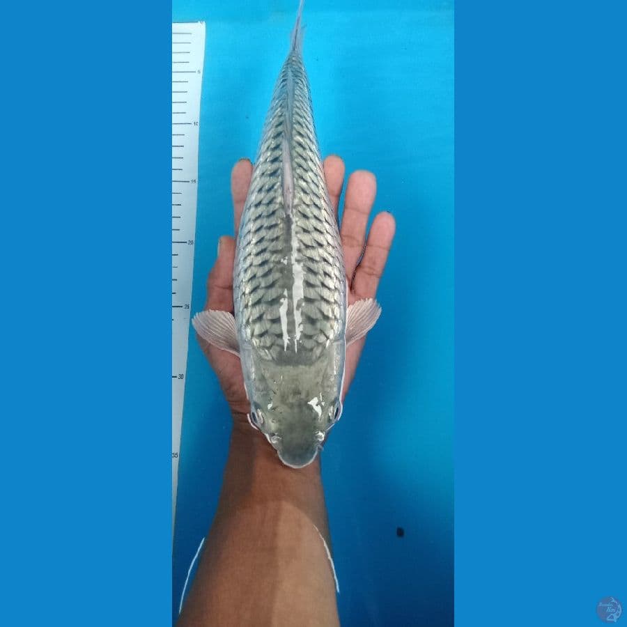 saoragoi 32 cm