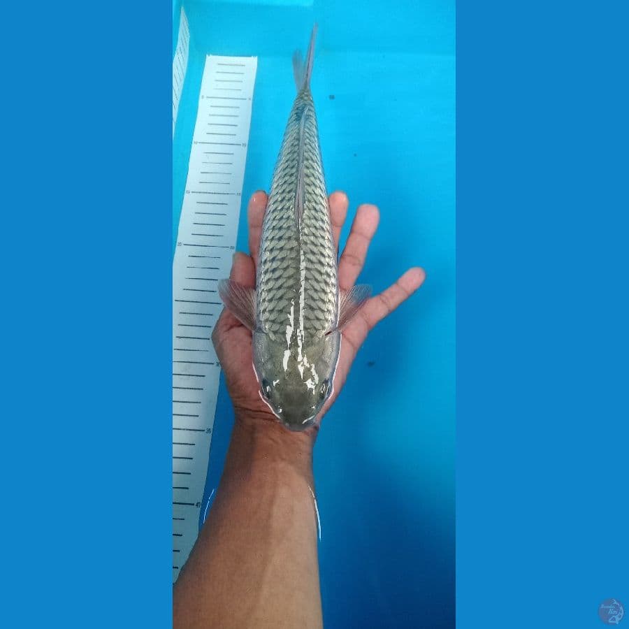 soragoei 32 cm
