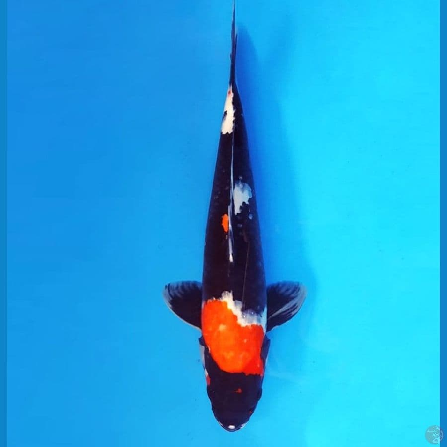 3.KINDAI SHOWA 42 CM/FML