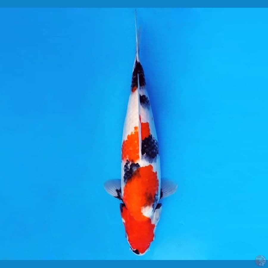 4.SHOWA 33 CM/FML