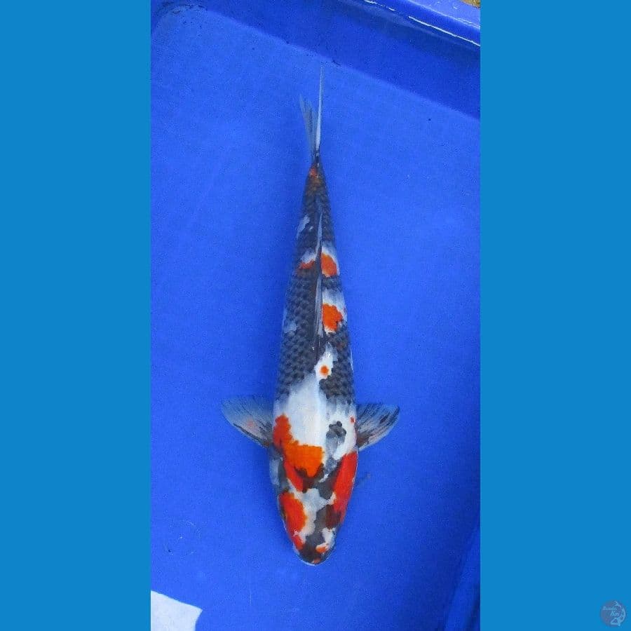 kage showa ±38cm