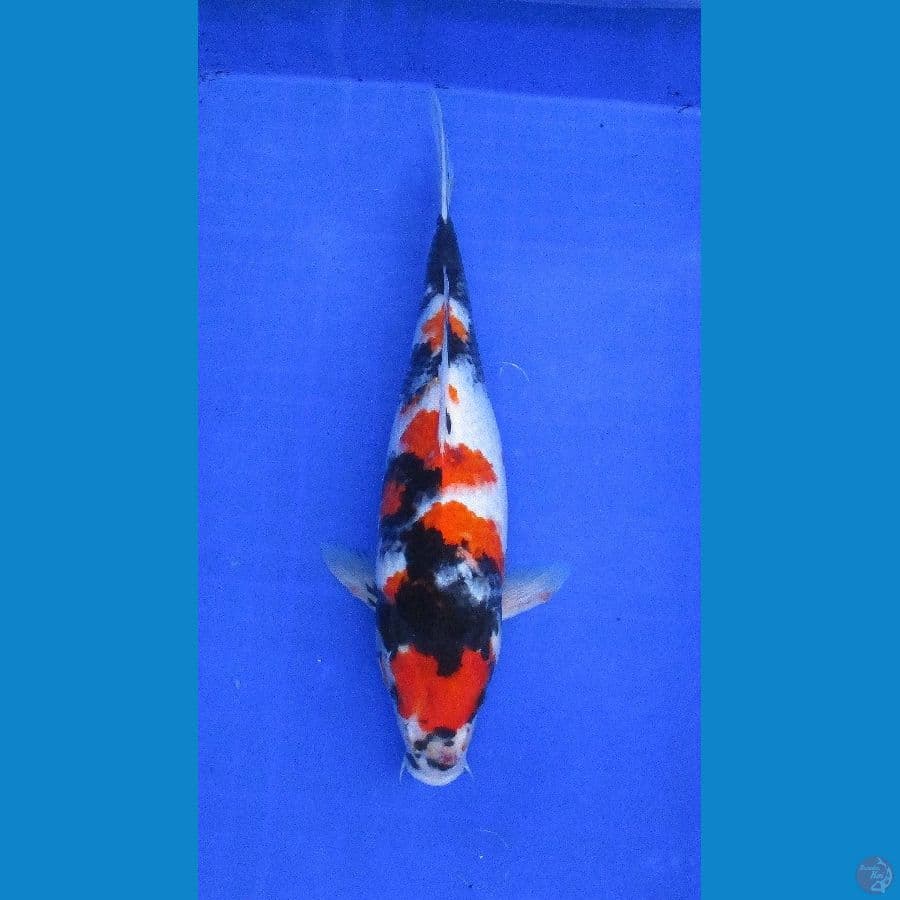 showa ±35cm