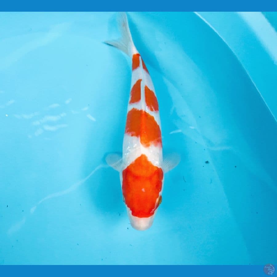 kohaku, 25 cm