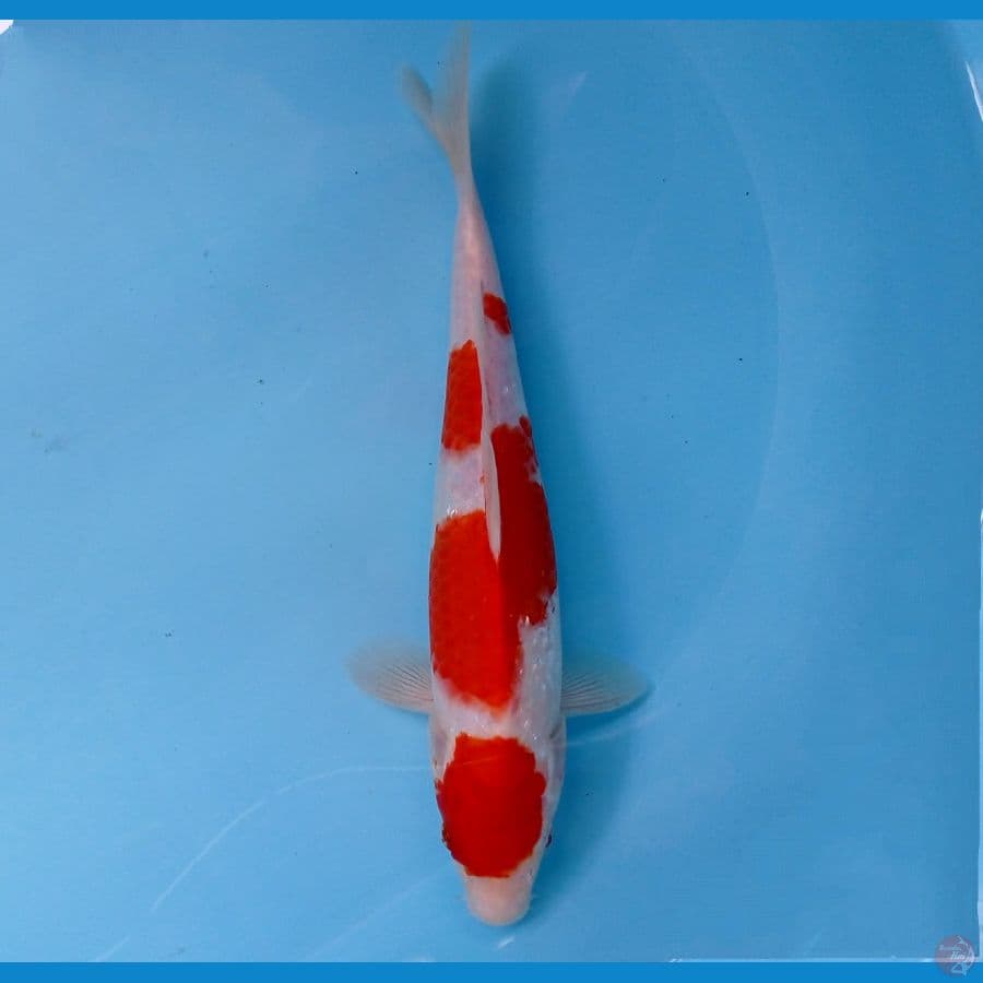 kohaku 26cm