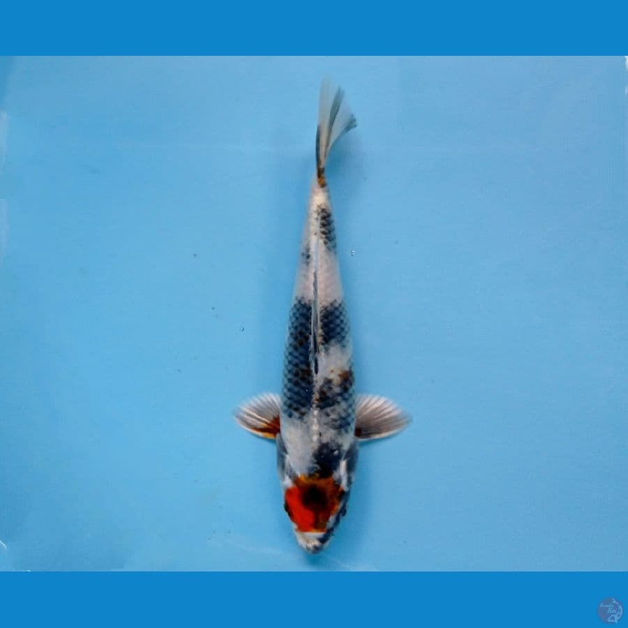 tancho kin showa 17 cm