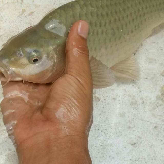 MIDORI BERPUNUK