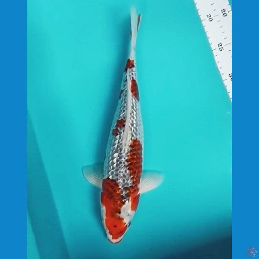 goshiki ginrin 35cm fm
