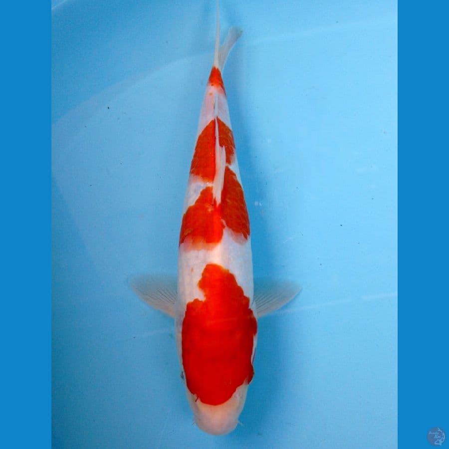 kohaku 26cm