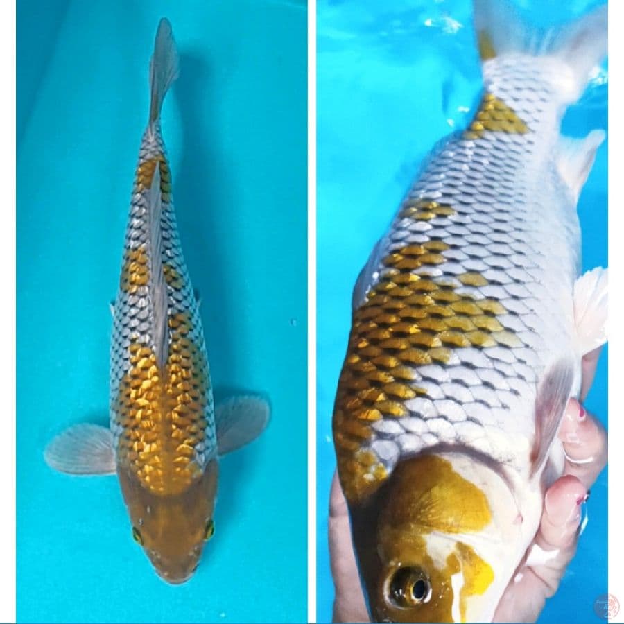 ochiba shigure ginrin 30cm