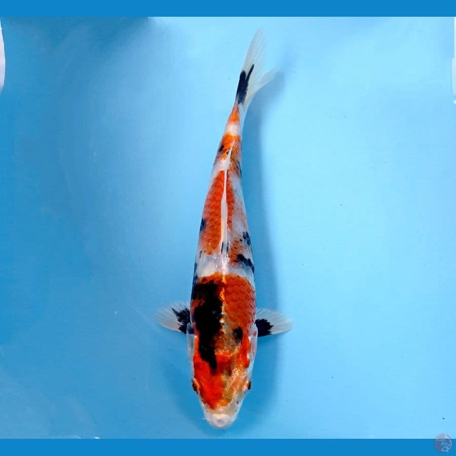 kin showa 16 cm
