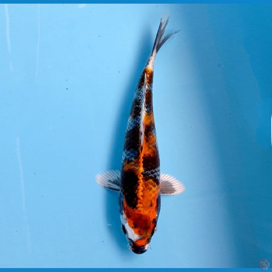 kin showa 22cm