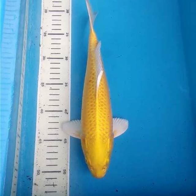 Yamabuki Mata Merah Bulky (bakat jumbo)