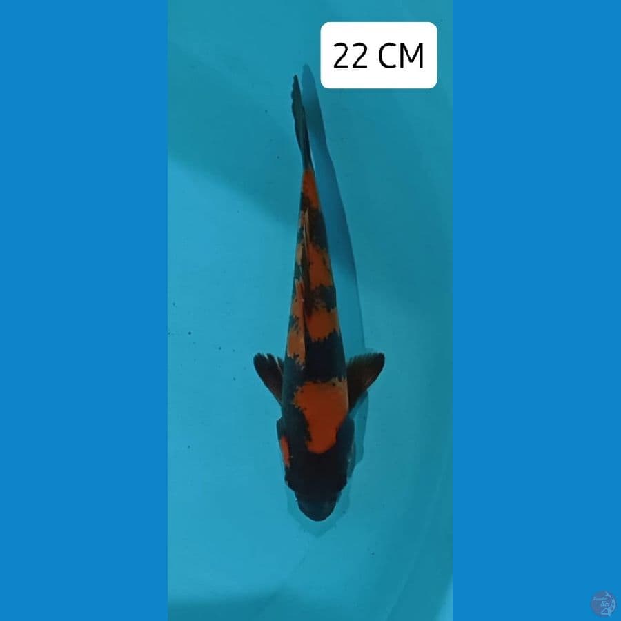 Utsuri 22 CM