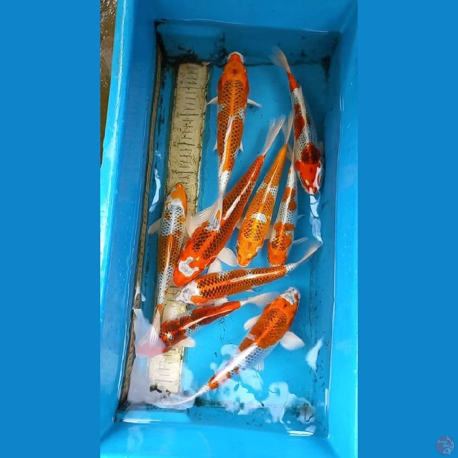Paket 9ekor 23-32cm