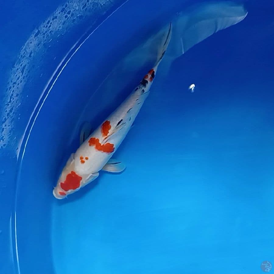 sangke 35 cm.
