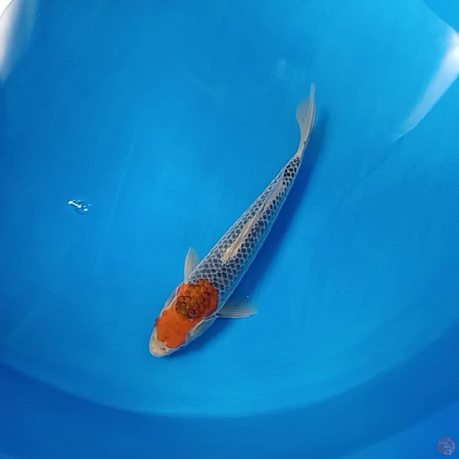GOSIKI 29 CM