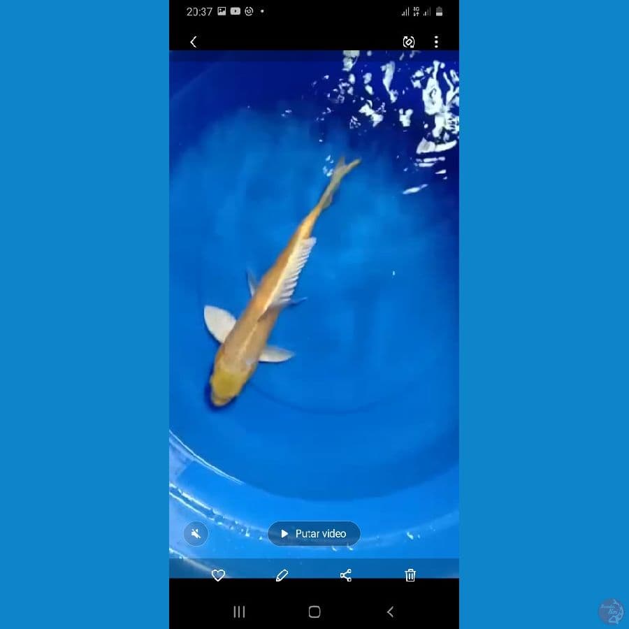 Yamabuki male 40cm