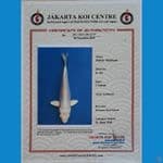 Doitsu Import serty JKC 47cm