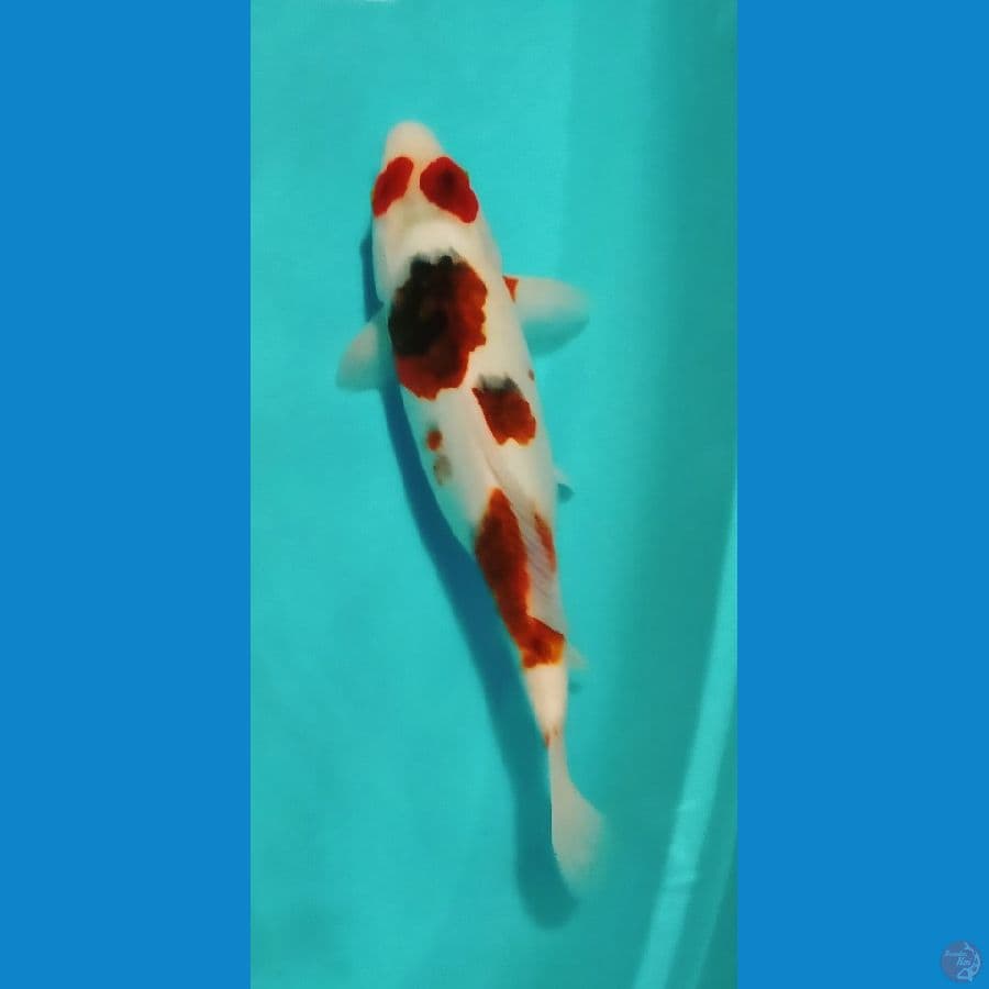 GKB ~ Goromo 38 cm