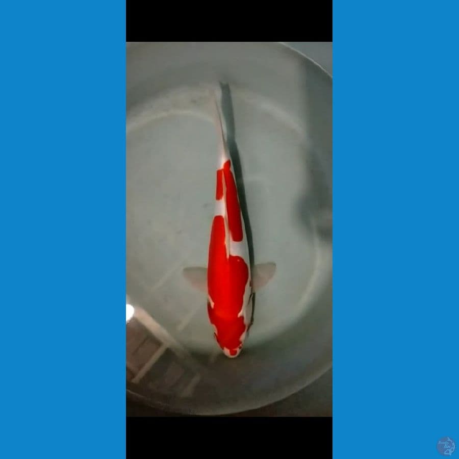 kohaku doit murni, red strong 