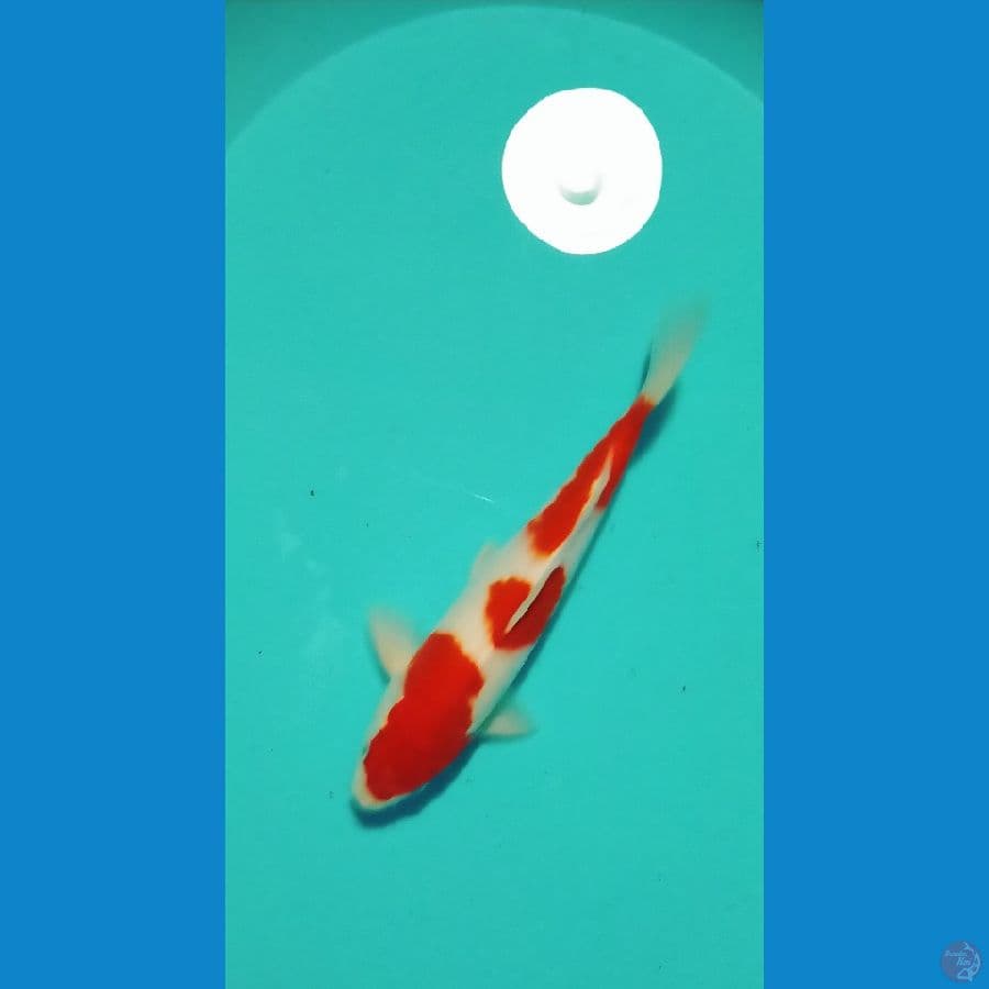kohaku male 33 cm