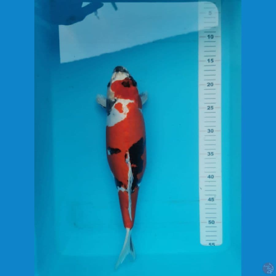 Showa doitsu murni 38 cm merah strong 