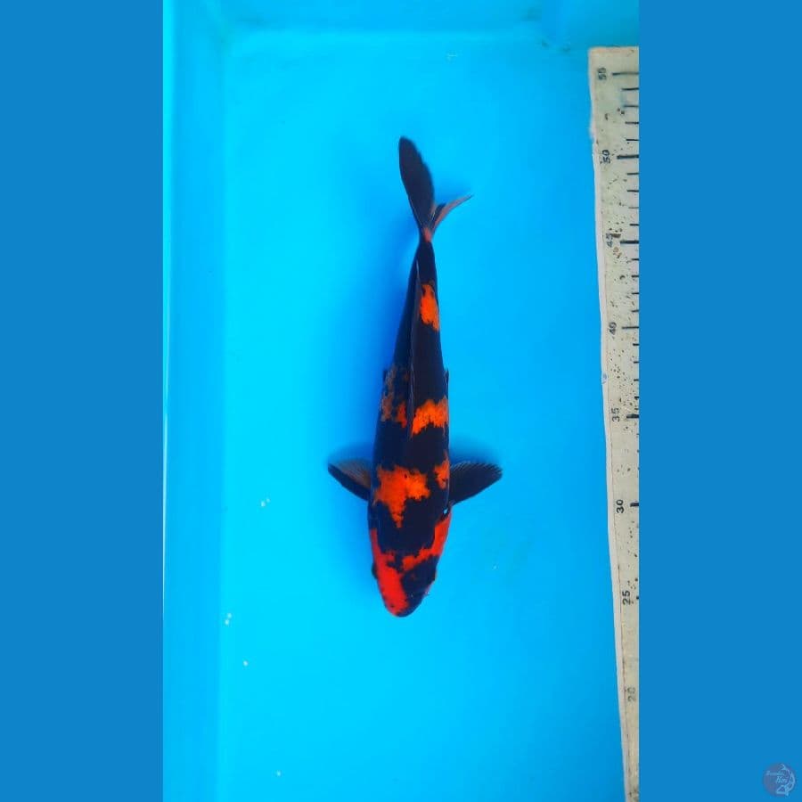 Hi utsuri 24cm