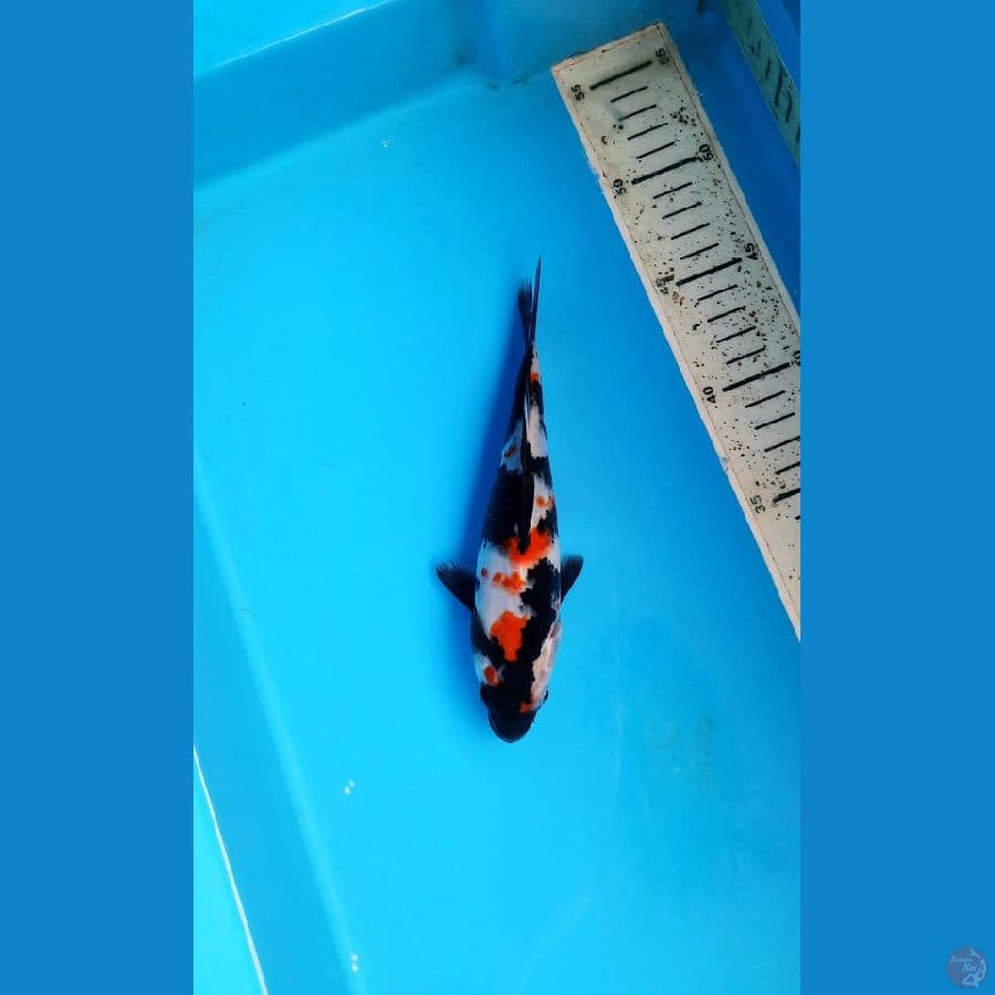Showa 19cm