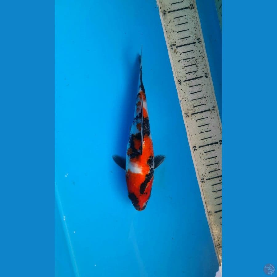Kindai Showa 22cm
