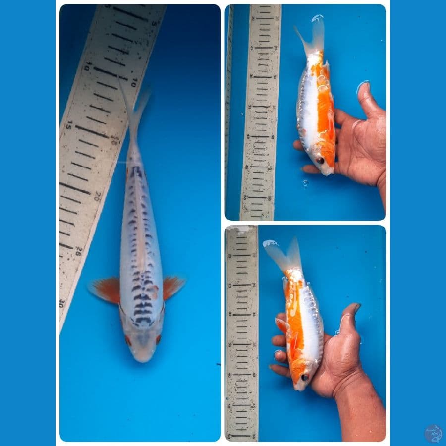 shusui 24cm 
