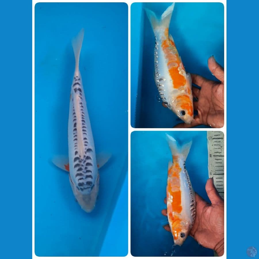 shusui 26cm 