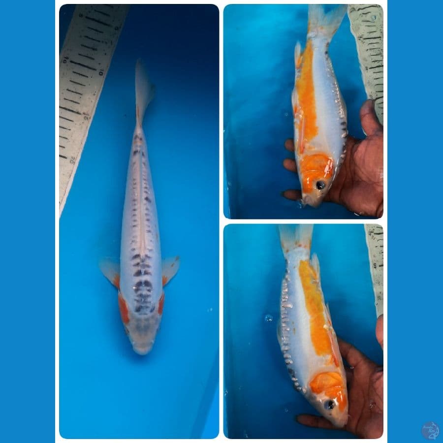 shusui 29cm 