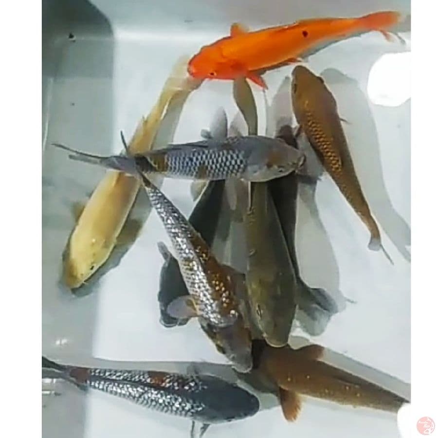 cagoi, karasugoi, uciba, benigoi, caramel/10ekr