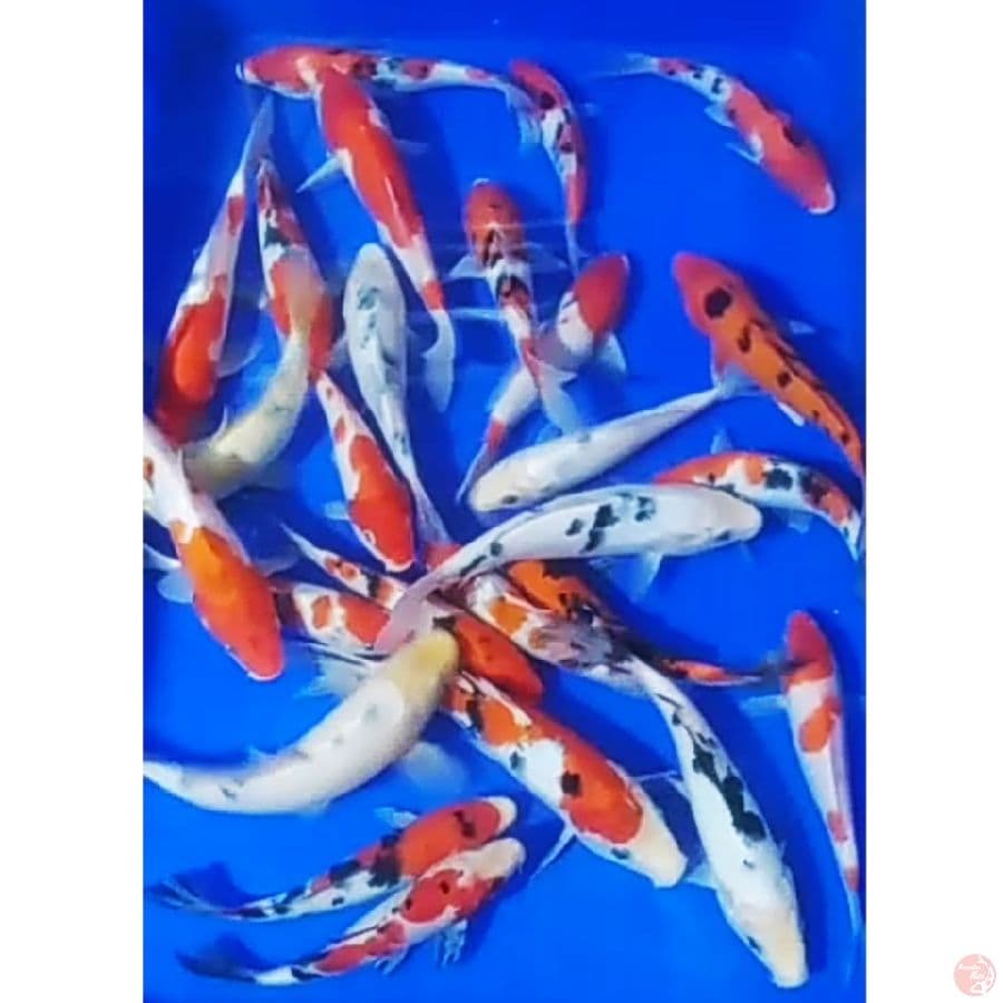 kohaku, sanke, beko/25ekr