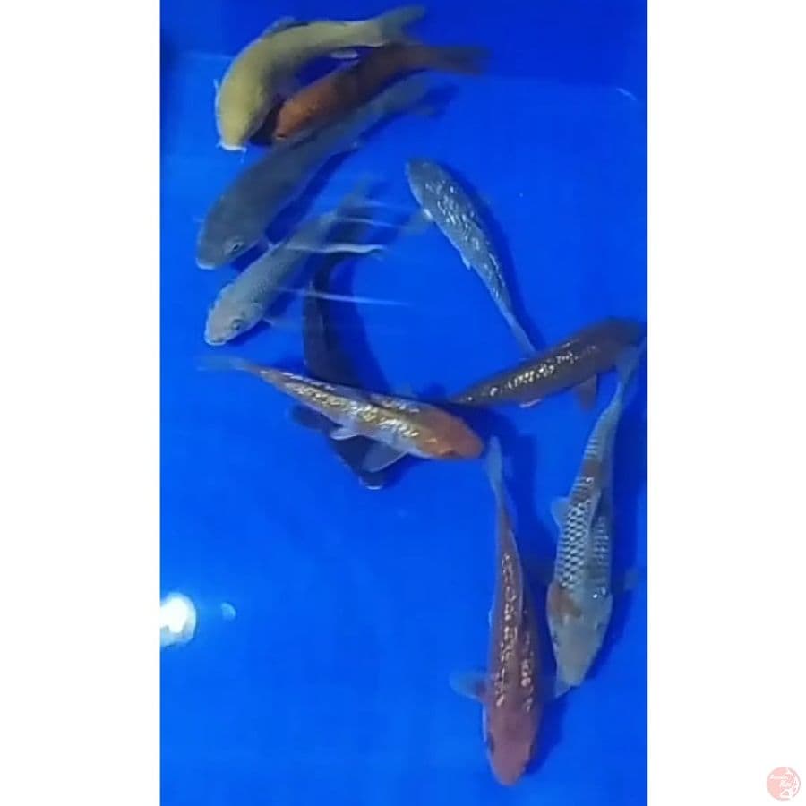 cagoi, soragoi, catamel, udba