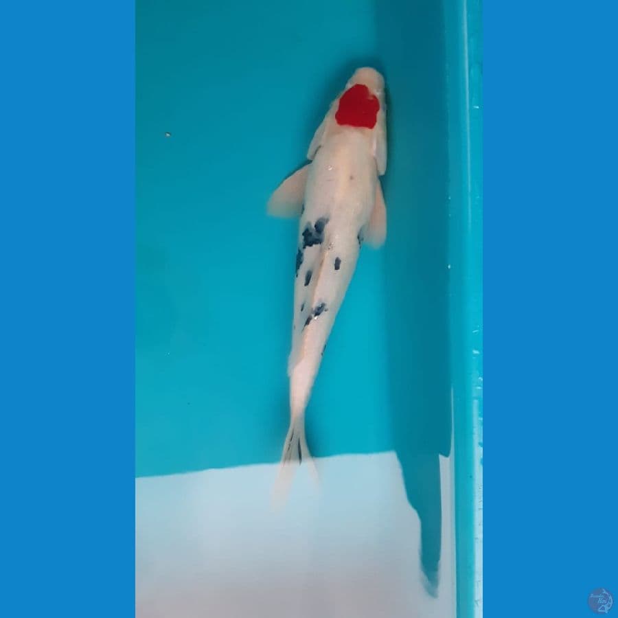 tc sanke 32cm jntan