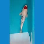 tc sanke 32cm jntan