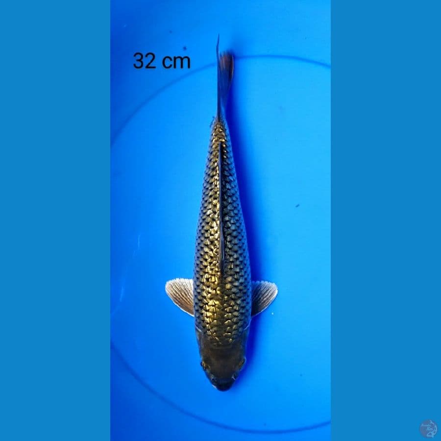 midori full ginrin punuk 32 cm