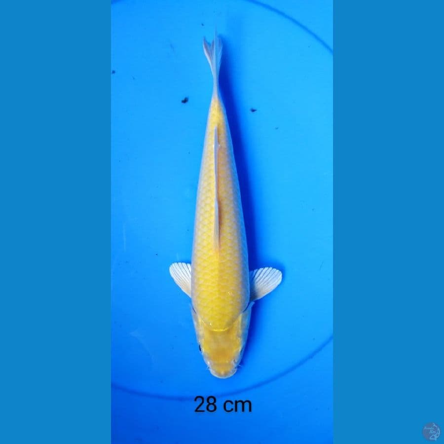 karashi punuk 28 cm