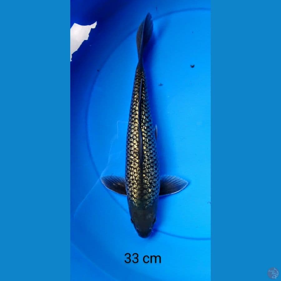midori full ginrin punuk 33 cm