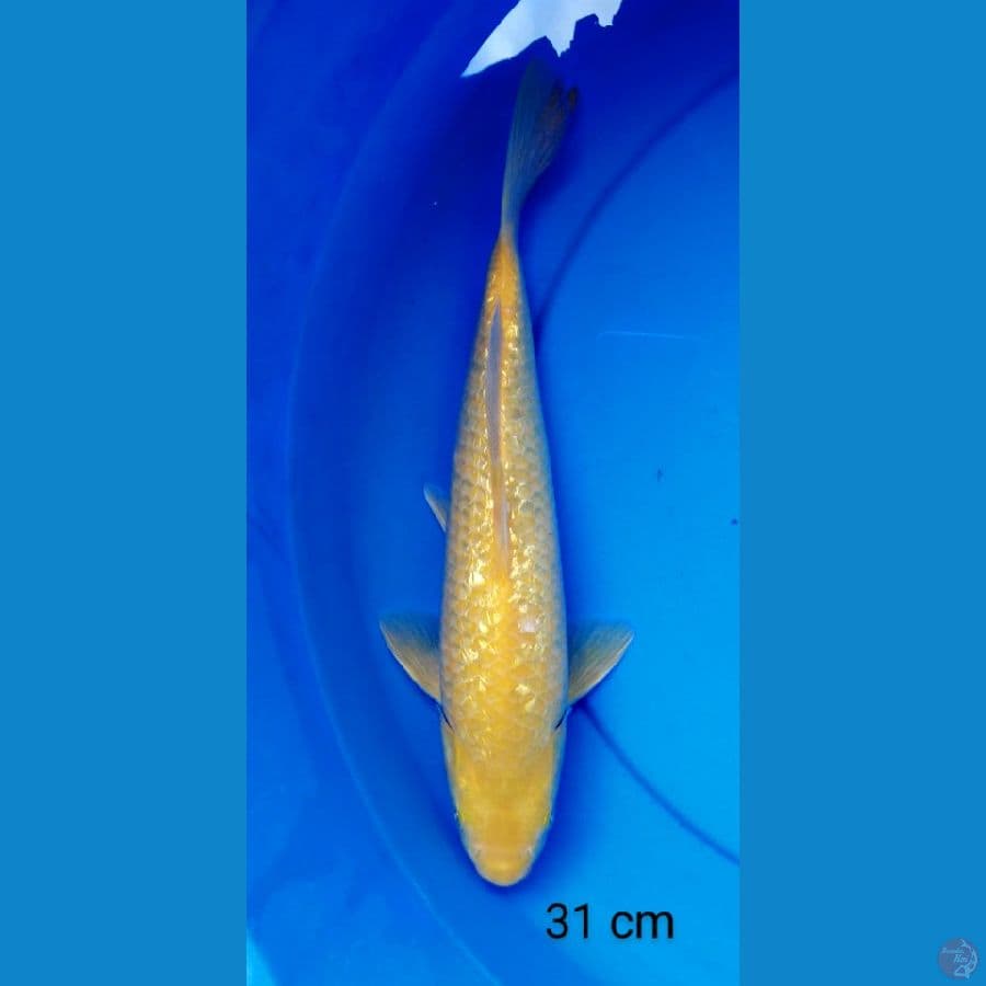 karashi full ginrin punuk 31 cm