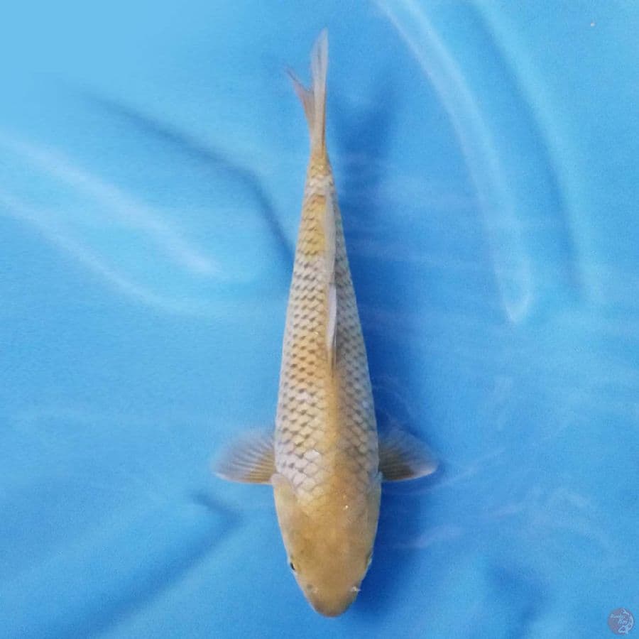 Ochiba Hijau 24 cm