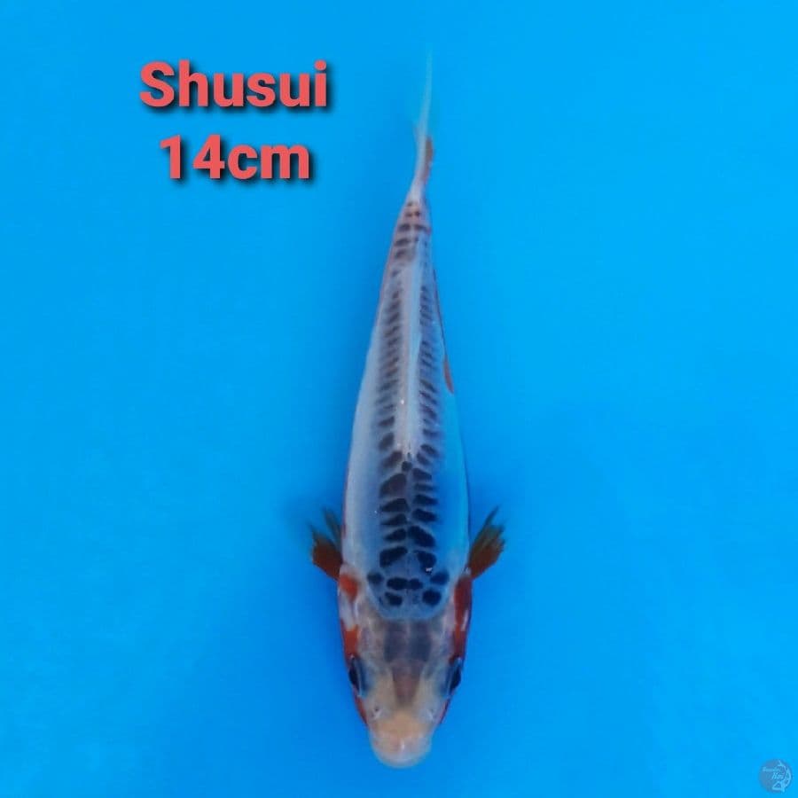 F1 KAWAKAMI SHUSUI 14CM