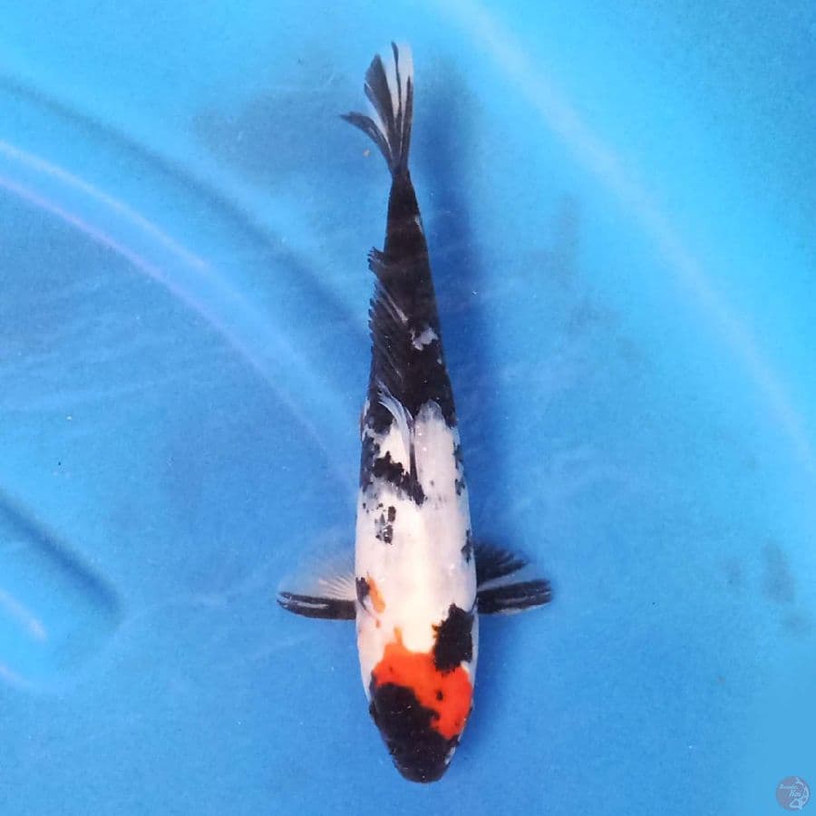 Showa 25 cm
