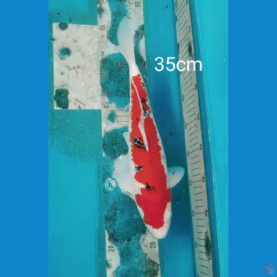 sanke 35cm