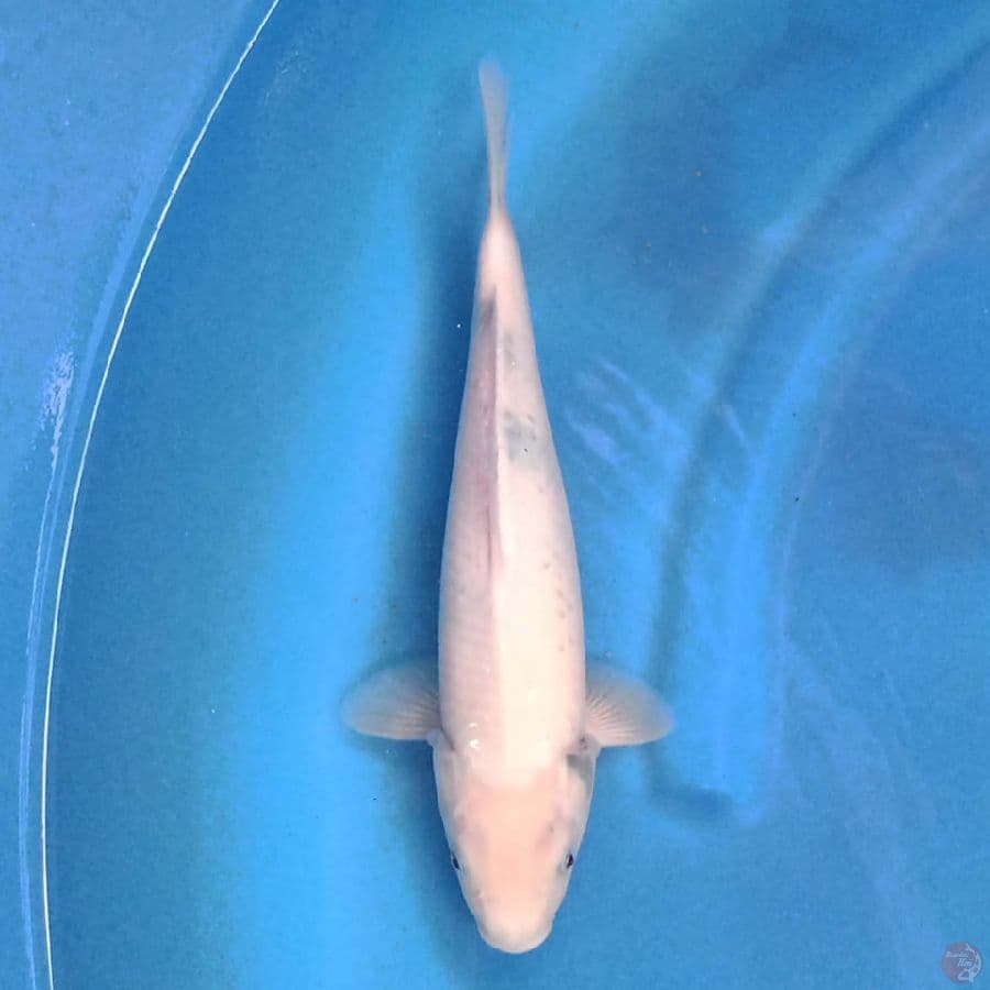 Tategoi 31 cm