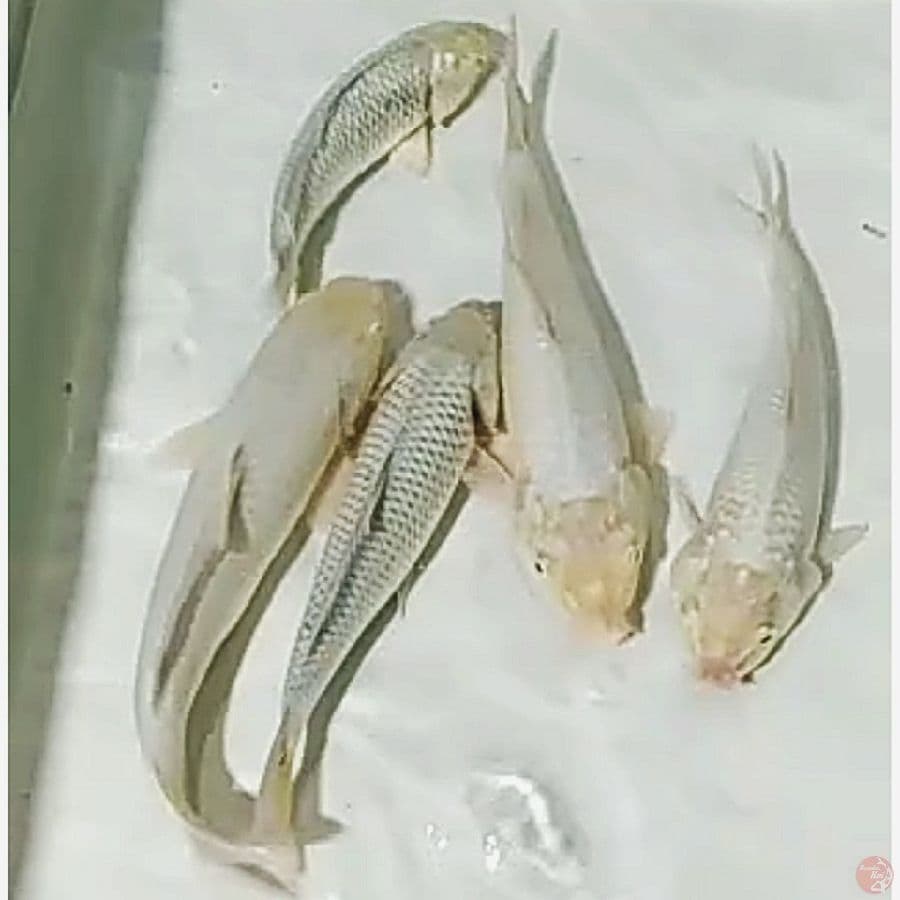 Aq  paket soragoi/5ekr