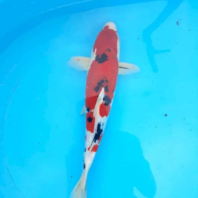Sanke gindrin 35 cm