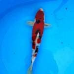 Sanke gindrin 35 cm