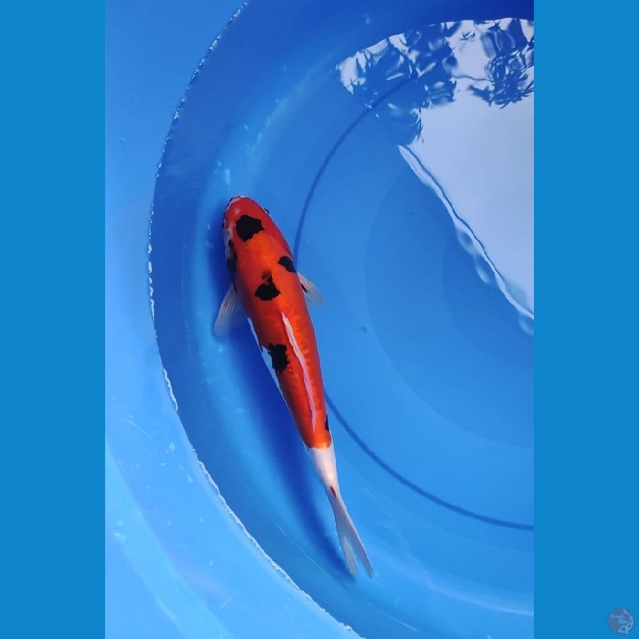ahowa doit 32 cm